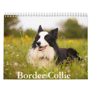 Border Collie Dog Calendar Kalender