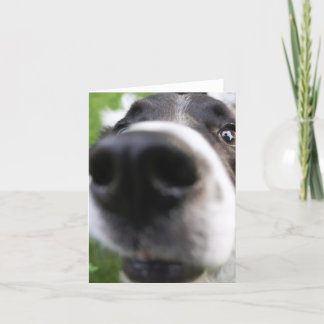Border Collie Dog Face Nah-up Grußkarte Karte