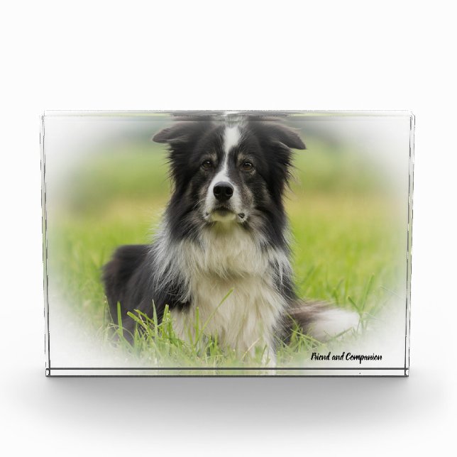 Border Collie Dog Fotoblock (Vorderseite)