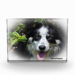 Border Collie Dog Fotoblock