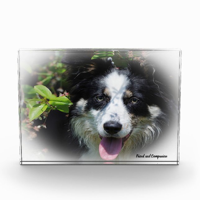 Border Collie Dog Fotoblock (Vorderseite)