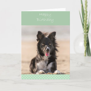 Border Collie Dog Happy Birthday Grußkarte Karte