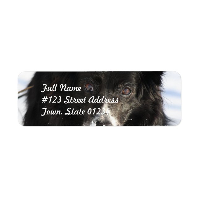 Border Collie Dog Mailing Labels (Vorne)