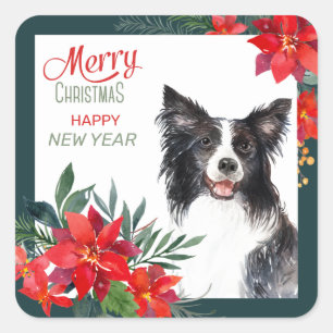 Border Collie Dog Poinsettia Bouquet Weihnachten Quadratischer Aufkleber