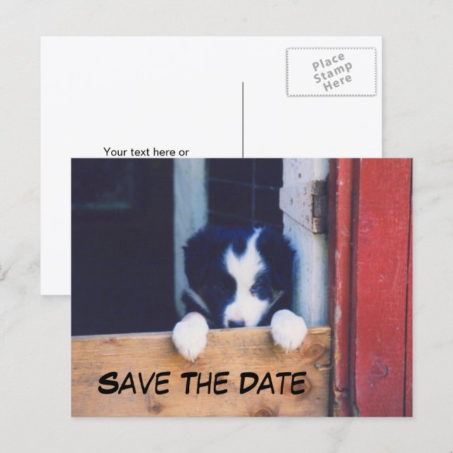 Border Collie Dog Save The Date Ankündigungspostkarte (Vorne/Hinten)