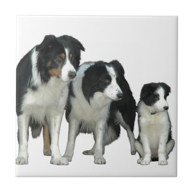 Border Collie Dogs Fliese (Vorderseite)