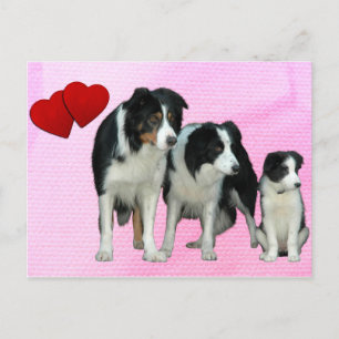 Border Collie Dogs Herz Postkarte
