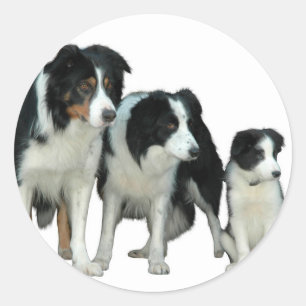 Border Collie Dogs Runder Aufkleber