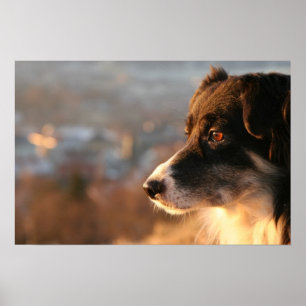 Border Collie Doster Poster