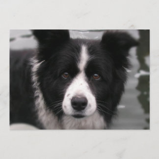 Border-Collie-Einladung Einladung