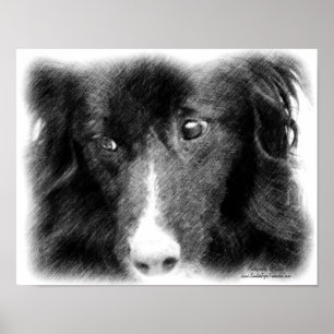 Border Collie Face Stift Art Poster