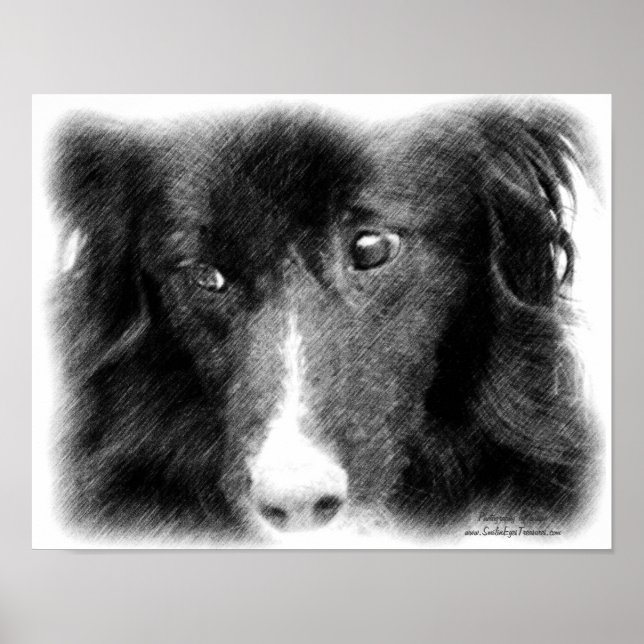 Border Collie Face Stift Art Poster (Vorne)