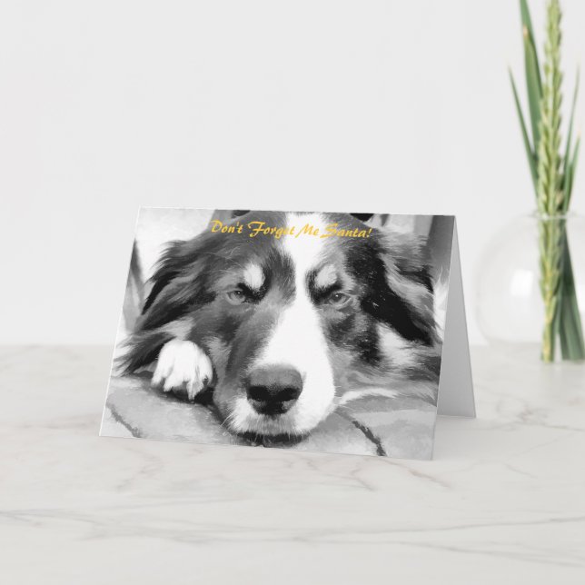 BORDER COLLIE FEIERTAGSKARTE (Vorderseite)