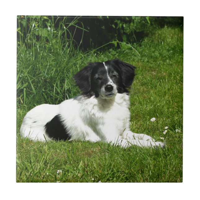 Border Collie Fliese (Vorderseite)