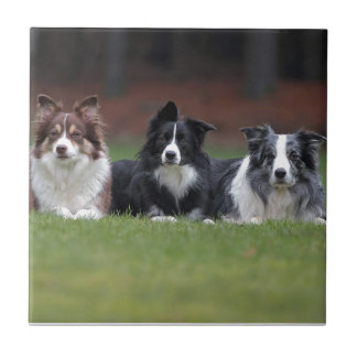 Border-Collie Fliese