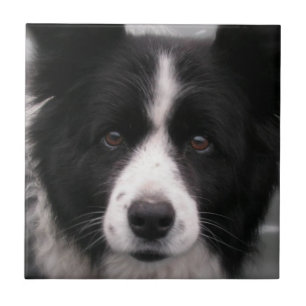 Border-Collie-Fliese Fliese