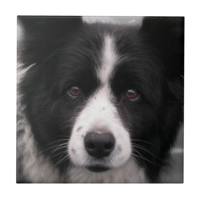 Border-Collie-Fliese Fliese (Vorderseite)
