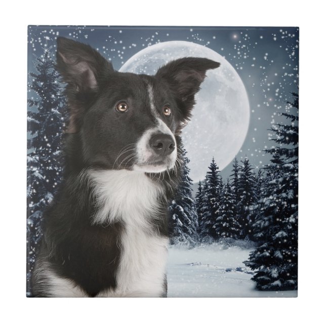 Border-Collie-Fliese Fliese (Vorderseite)