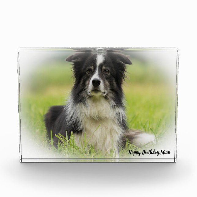Border Collie Fotoblock (Vorderseite)