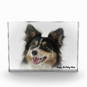 Border Collie Fotoblock