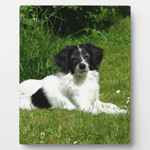Border Collie Fotoplatte