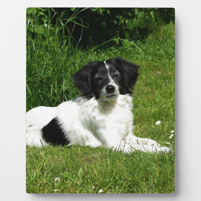 Border Collie Fotoplatte (Vorderseite)