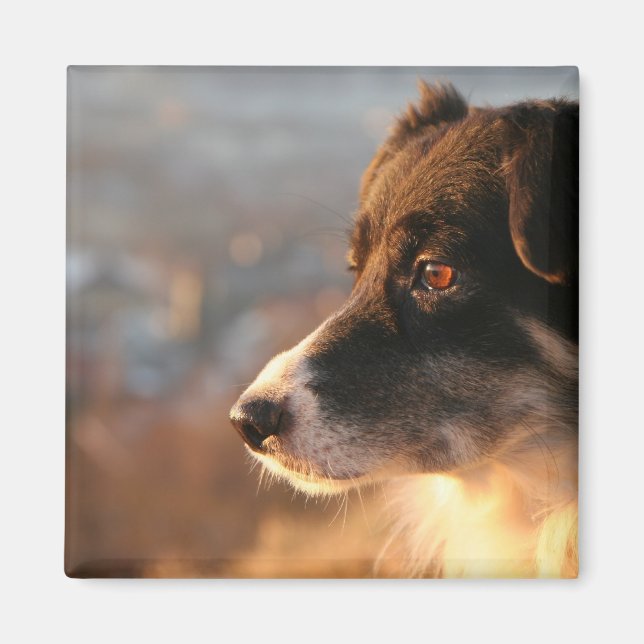 Border Collie Fotos Square Magnet (Vorne)