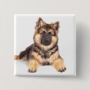 Border Collie German Shepherd Mix Button