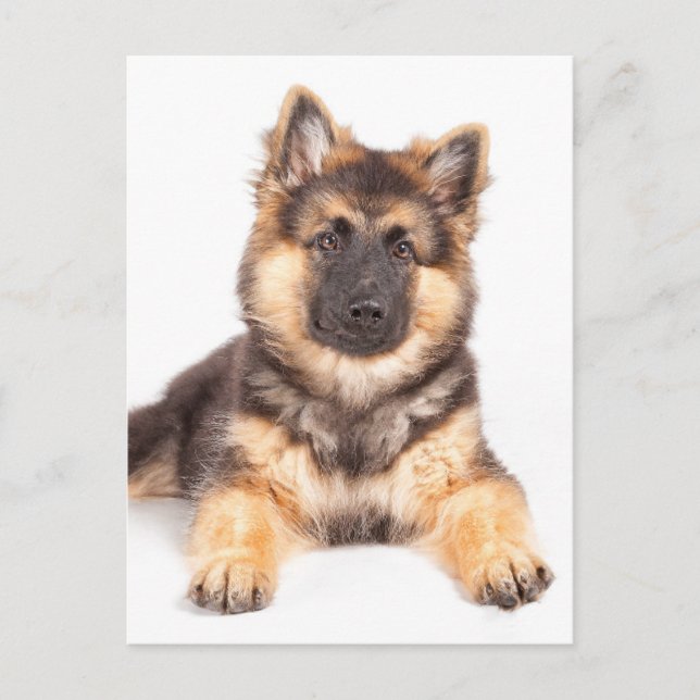 Border Collie German Shepherd Mix Postkarte (Vorderseite)