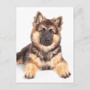 Border Collie German Shepherd Mix Postkarte
