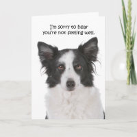 Border Collie Get Well Card