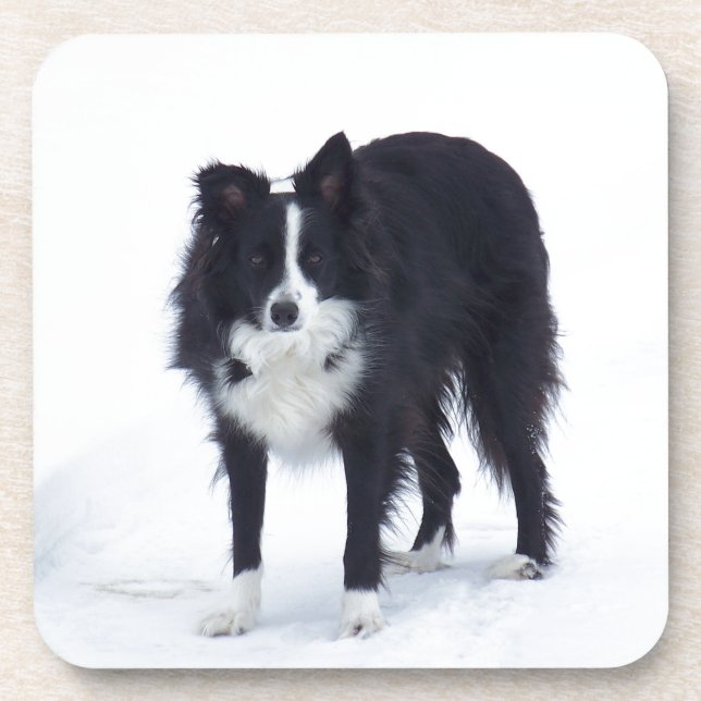 Border-Collie Getränkeuntersetzer (Vorderseite)