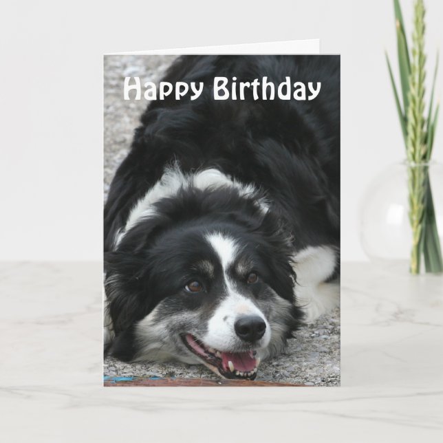Border Collie - Happy Birthday Karte (Vorderseite)