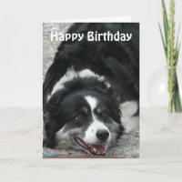 Border Collie - Happy Birthday