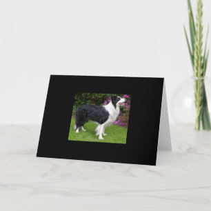 Border Collie Haustier Hund Tier Süßes Schicksal G Karte