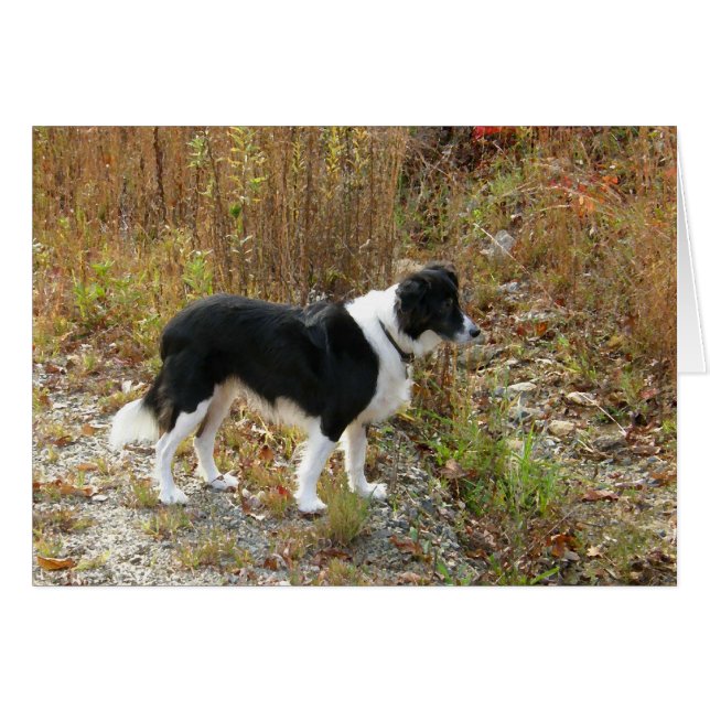Border-Collie-Herbst (Vorderseite (Horizontal))