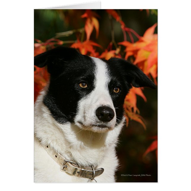 Border Collie Herbst Headshot (Vorne)