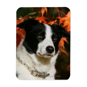 Border Collie Herbst Headshot Magnet