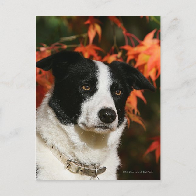 Border Collie Herbst Headshot Postkarte (Vorderseite)