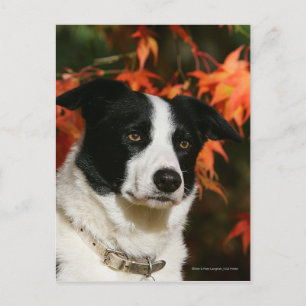 Border Collie Herbst Headshot Postkarte