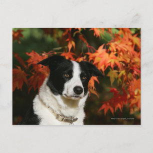 Border Collie Herbst Headshot Postkarte