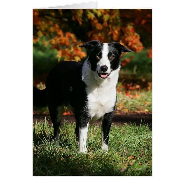 Border Collie Herbst Stehend (Vorne)