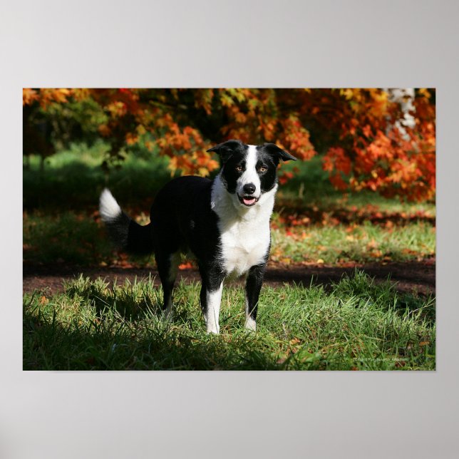 Border Collie Herbst Stehend Poster (Vorne)