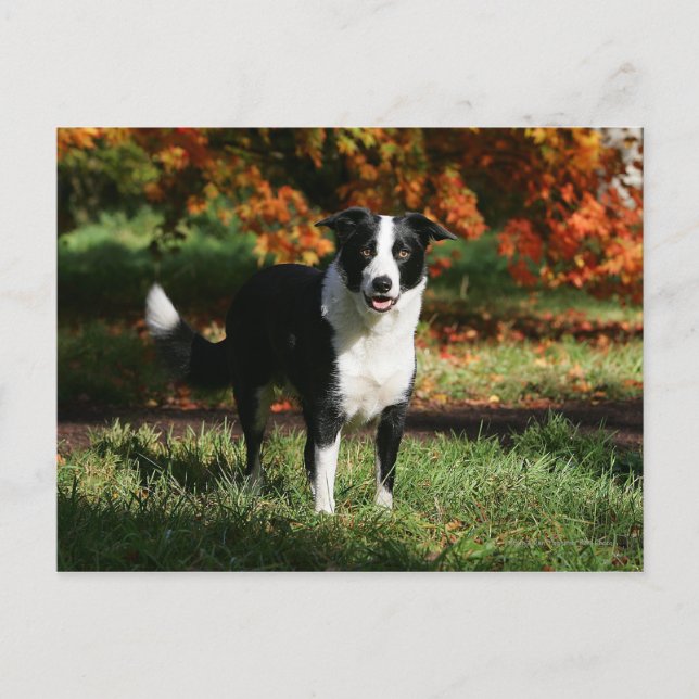 Border Collie Herbst Stehend Postkarte (Vorderseite)