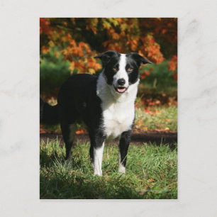 Border Collie Herbst Stehend Postkarte