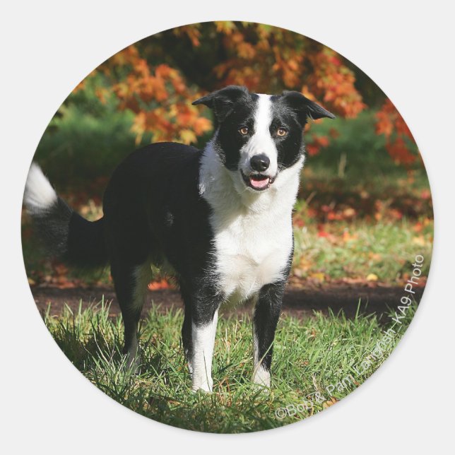 Border Collie Herbst Stehend Runder Aufkleber (Vorderseite)