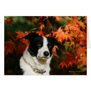 Border-Collie-HerbstHeadshot
