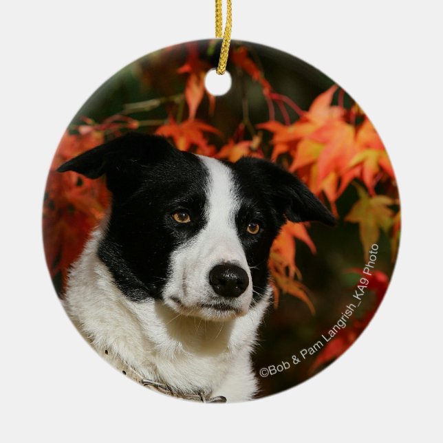 Border-Collie-HerbstHeadshot Keramik Ornament (Vorne)
