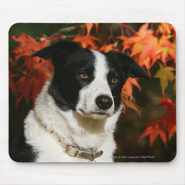 Border-Collie-HerbstHeadshot Mousepad (Vorne)