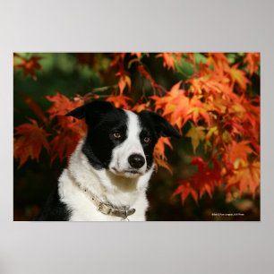 Border-Collie-HerbstHeadshot Poster